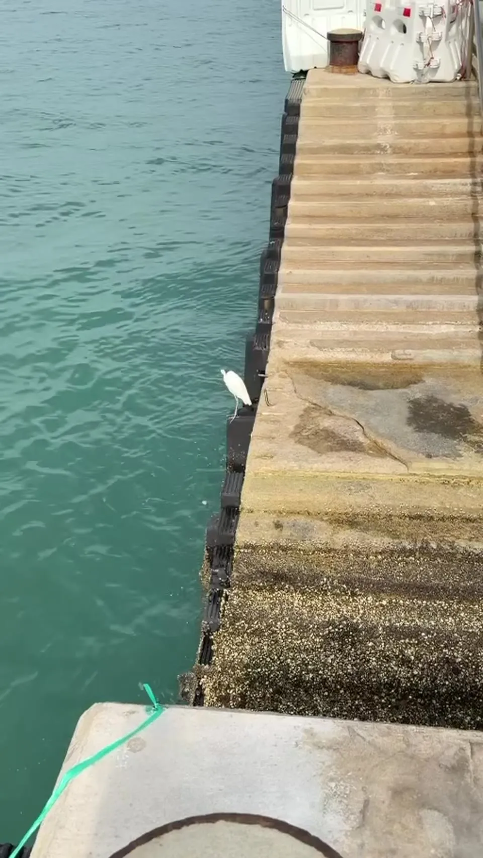 An egret standing alone on stone steps by the water