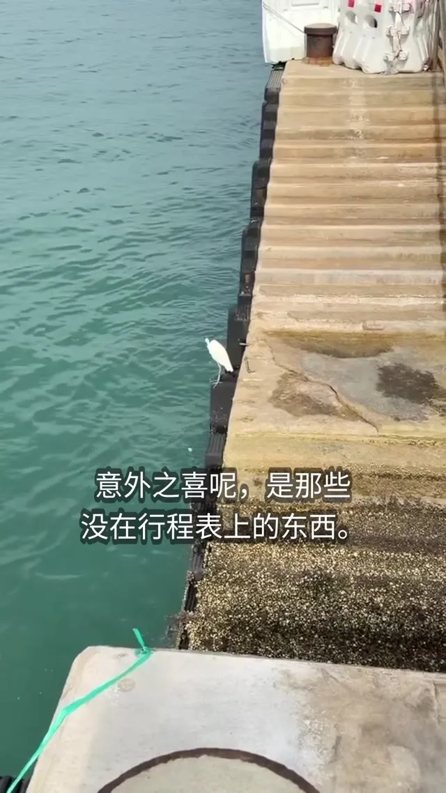 An egret standing on a shallow shore