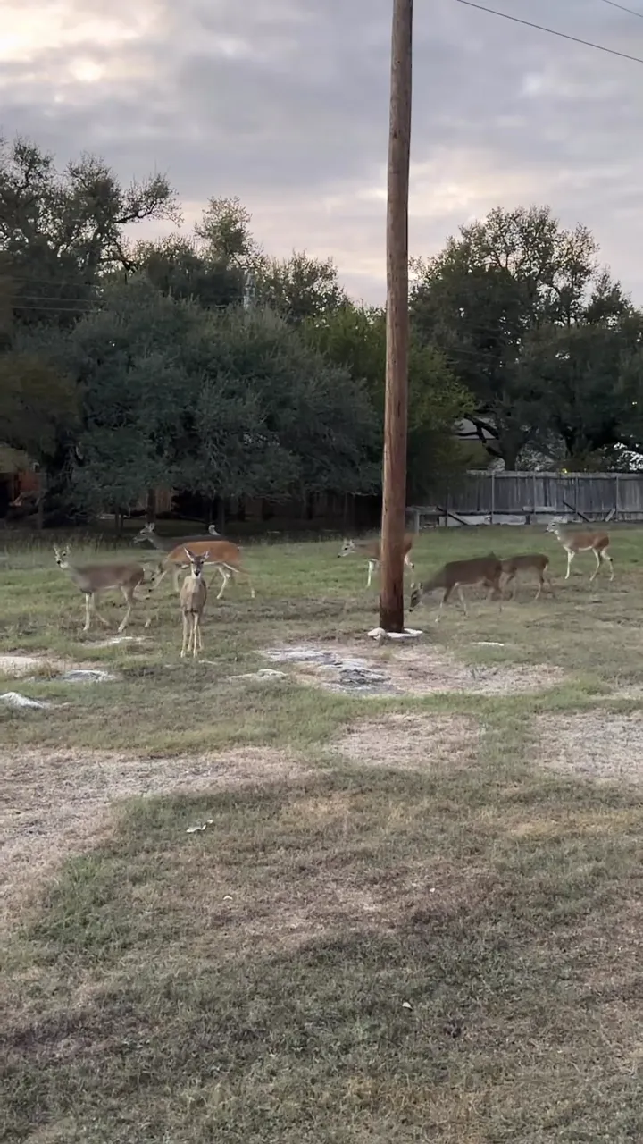 A young white-tailed deer standing in a grassy Texas yard at dusk, looking straight at the camera, with the rest of the herd spread out behind it among the oaks